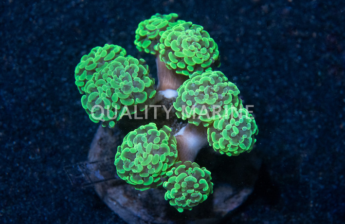 Neon Green Branching Hammer Coral :: 52271