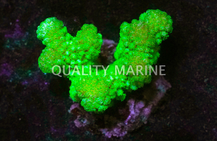 Green Pocillopora Coral :: 52273
