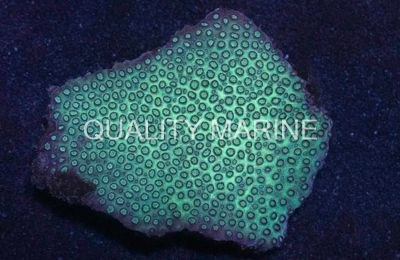 Green Cyphastrea Coral :: 52292