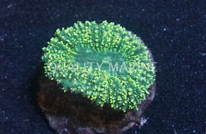 Red/Purple Lobophyllia Brain Coral :: 52316