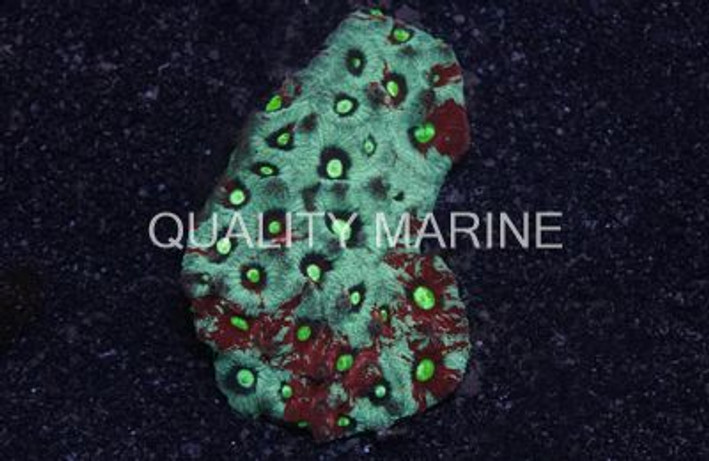 Brain Red War Coral :: 52320