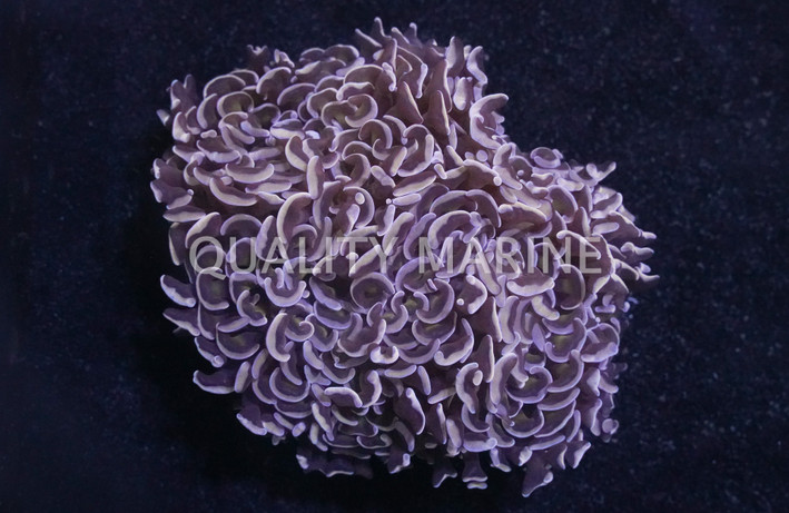 Orange Tip Gold Hammer Coral :: 52338