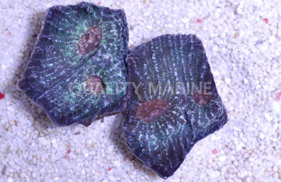 Orange Eye Green Mummy Chalice Coral :: 52355