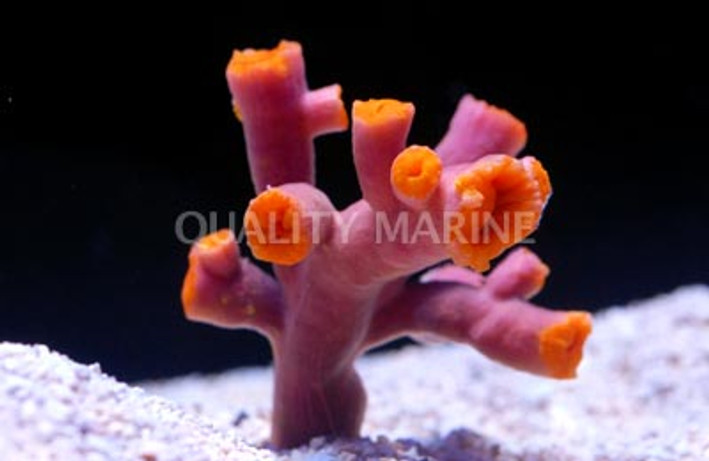 Orange Sun Coral :: 52371