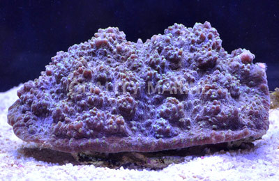 Green Marble Calypso Chalice Coral :: 52398