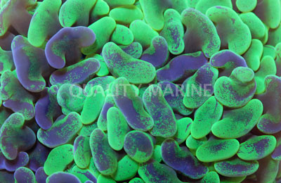 Green Swirl Hammer Coral :: 52408
