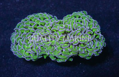 Purple Tip Green Hammer Coral :: 52409