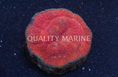 Red Australomussa Brain Coral :: 52460