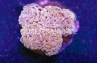 Gold Branching Hammer Coral :: 52470