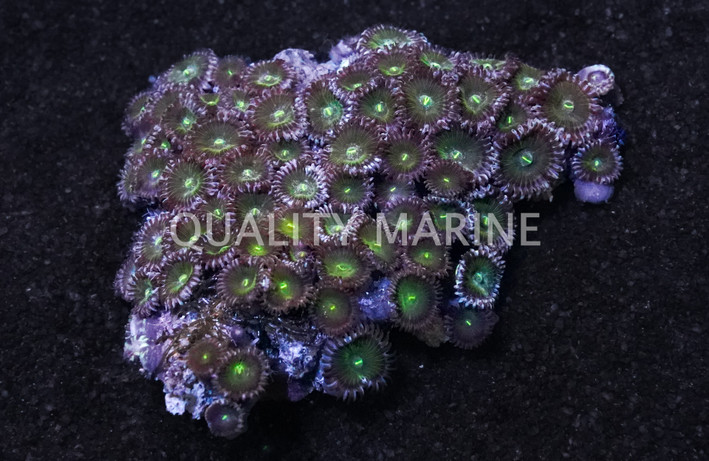 Elegant Moon Colony Polyp :: 55507