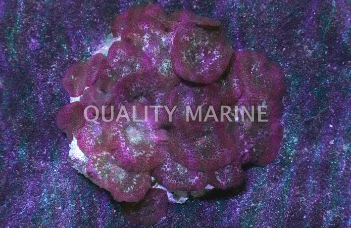 Assorted Actinodiscus Mushroom :: 55508