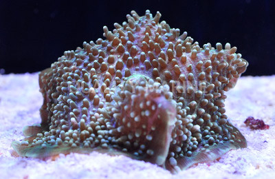 Giant Cup Mushroom Coral :: 55513