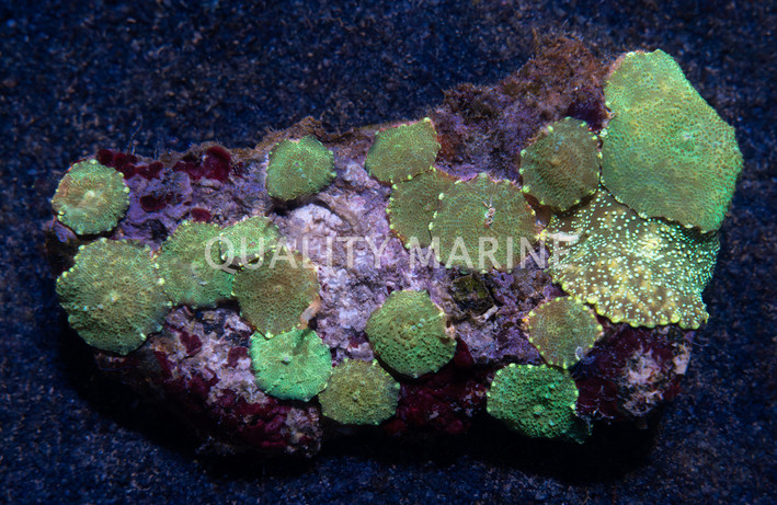 Green Actinodiscus Mushroom :: 55515