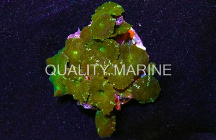 Green Actinodiscus Mushroom :: 55515