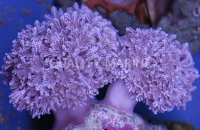 Pumping Xenia :: 55543