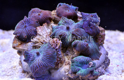 Blue Stripe Actinodiscus Mushroom :: 55550