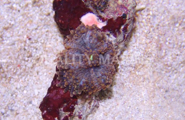 Orange Spot Ricordea Mushroom (Per Polyp) :: 55560
