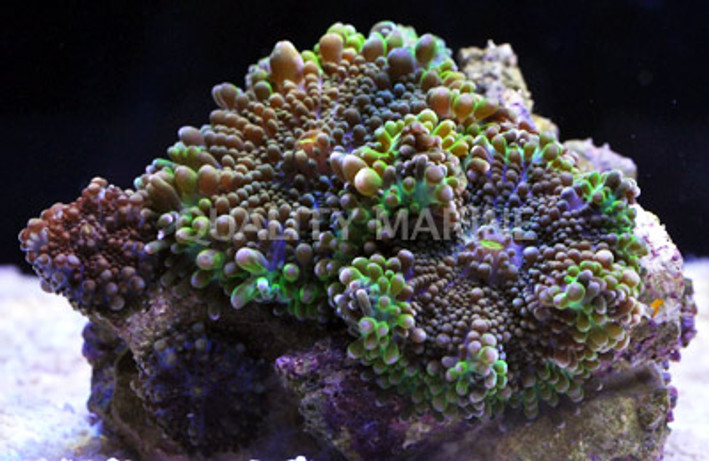 Emerald Ricordea Yuma Mushroom  :: 55561