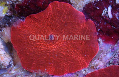Super Red Actinodiscus Mushroom (per polyp) :: 55565