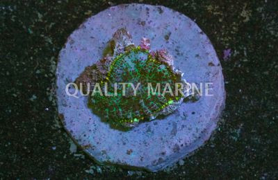 Purple Bullseye Mushroom :: 55568