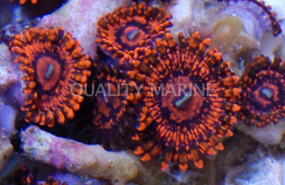Darth Maul Colony Polyp :: 55578