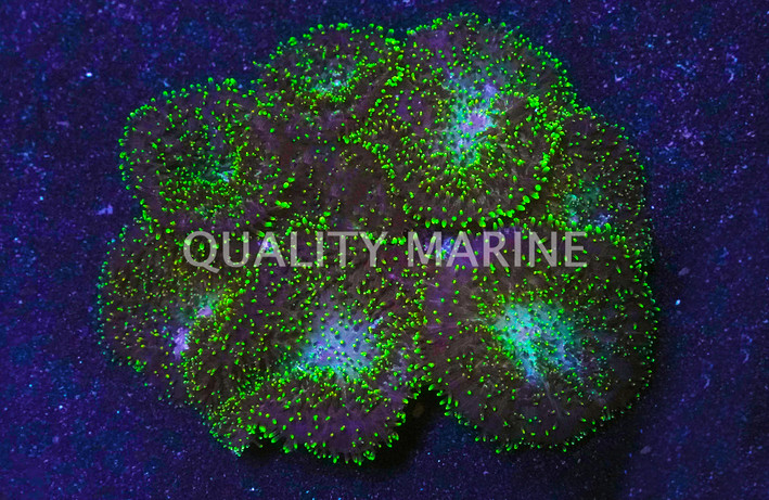 Green Velvet Mushroom :: 55586