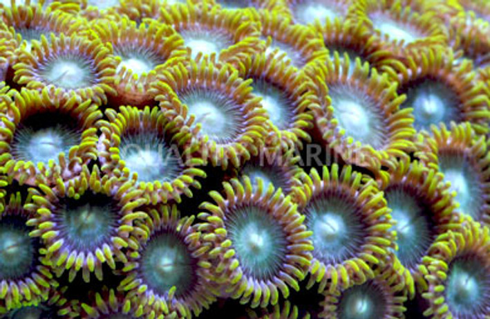 Radioactive Dragon Eye Colony Polyp :: 55590