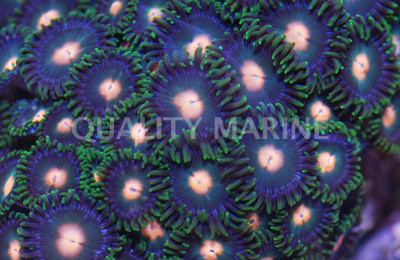 Green Bay Packer Colony Polyp :: 55612