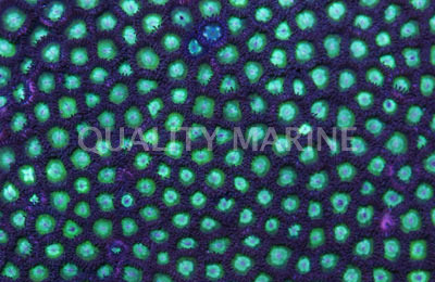 Neon Green Colony Polyp :: 55615