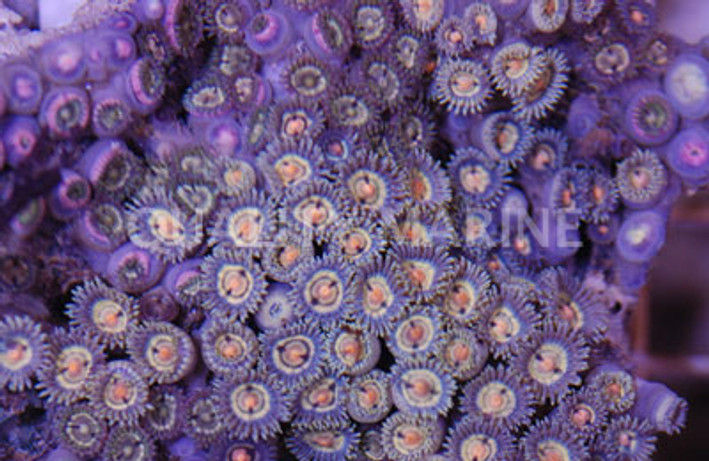 Zoa, Peach Face w/Green Skirt "Starfire" :: 55619