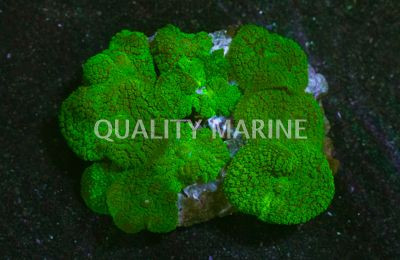 Neon Green Bullseye Mushroom :: 55622