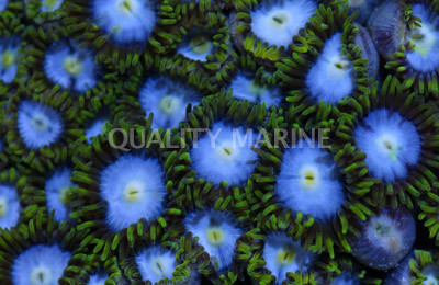 Pinwheel Colony Polyp :: 55624