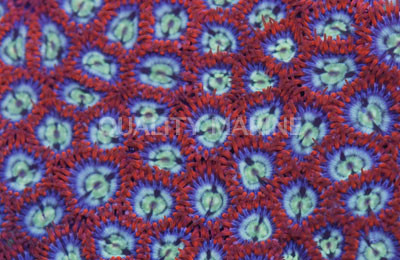 Ring of Fire Colony Polyp :: 55630