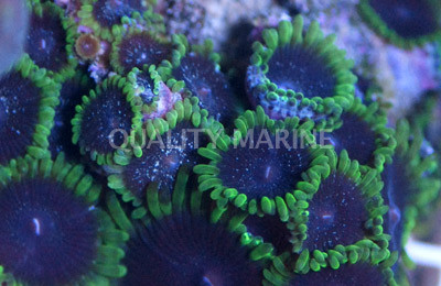 Joker Colony Polyp :: 55643