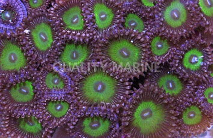 Candy Apple Green Colony Polyp :: 55645