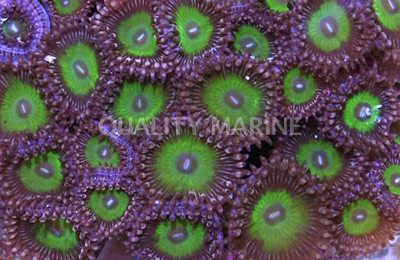 Candy Apple Green Colony Polyp :: 55645