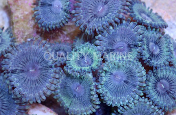 Zoa, Purple and Green Face, Green Mouth and Skirt :: 55646