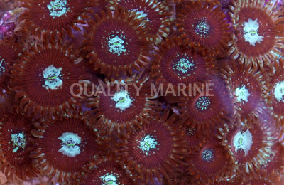 Houdini's Colony Polyp :: 55649