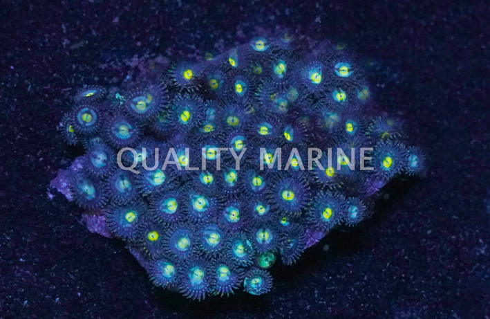 Blue/Green Zoa :: 55655