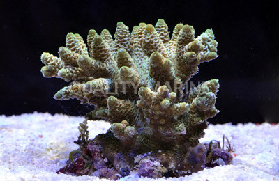 Green Millepora Acropora Coral :: 66003
