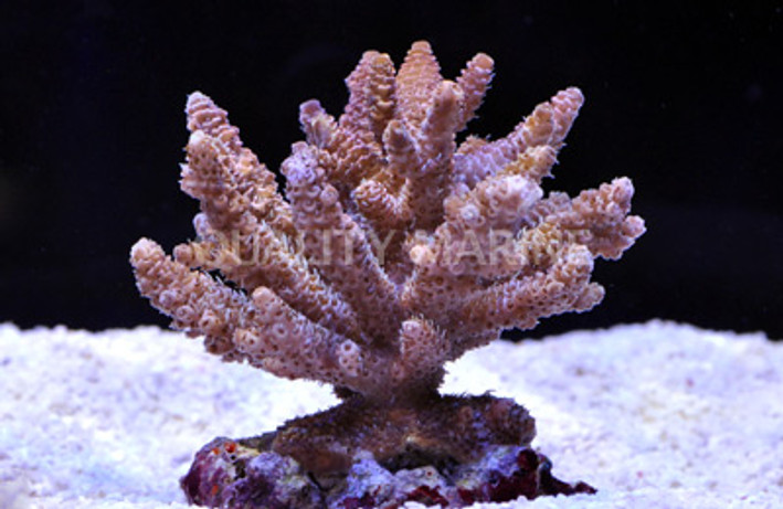 A. millepora Pink/Rose :: 66004