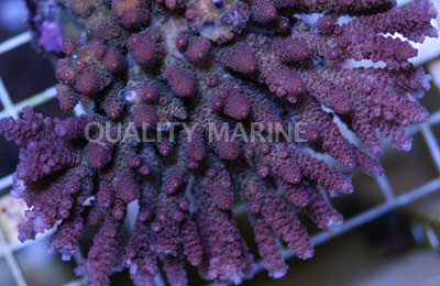 Pink/Rose Hyacinthus Acropora Coral :: 66047