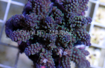 Blue Tip Purple Nasuta Acropora Coral :: 66057