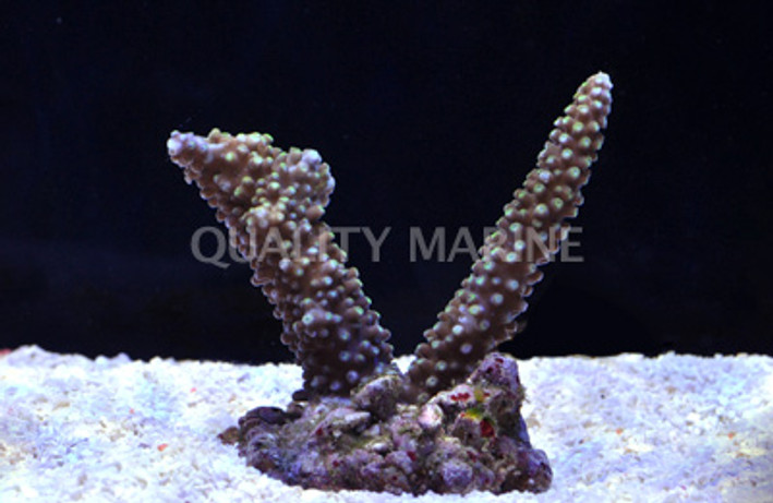 Artificial Coral Acropora Blue Purple, Artificial Corals