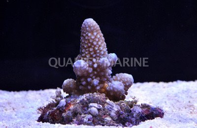 Blue Humilis Acropora Coral :: 66138