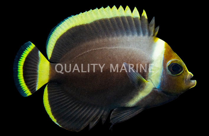 Black Velvet Angelfish, Juvenile