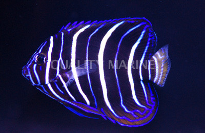 Chrysurus Angelfish, Juvenile