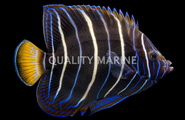 Chrysurus Angelfish, Sub-Adult