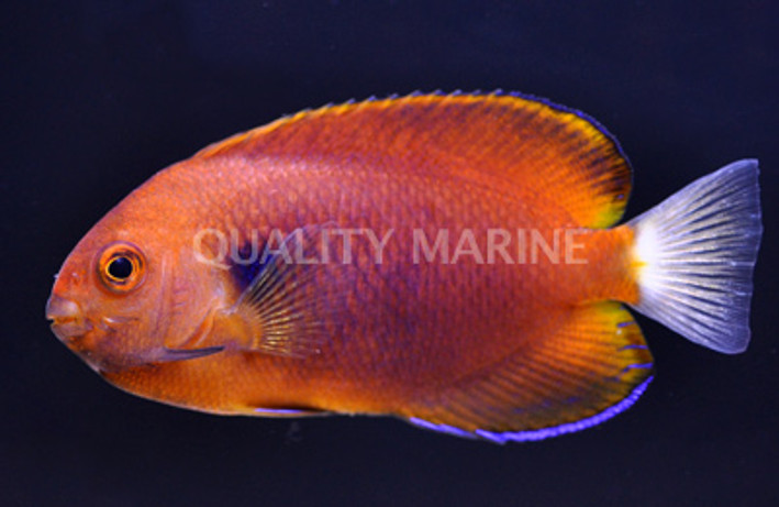 Fisher's Angelfish