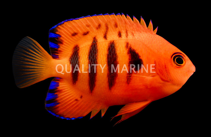 Flame Angelfish